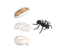 CIYODO 1 Juego De Decoraciones De Figuras De Hormigas Juguetes De Ciclo De Vida Accesorios Didácticos para Etapas del Ciclo De Vida Modelos De Ciclo De Vida Kit De Ciclo De Vida