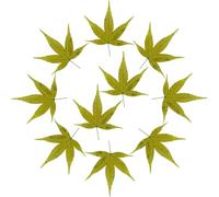 CIYODO Bandeja Decorativa de Hojas de Arce Verde para Sushi y Sashimi Hoja Reutilizable Resistente para Emplatado Japonés Decoración para Banquetes y Fiestas Accesorio Versátil para