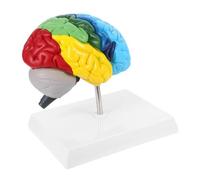 CIYODO Modelo Anatómico De Cerebro Humano Derecho Realista Con Regiones Funcionales Etiquetadas Para Enseñanza Médica Estudio Neurociencia y Educación Fisiología
