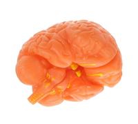 CIYODO Modelo Anatómico del Cerebro Humano, Modelo de Cerebro Humano Desmontable en PVC Color Café, Estructura Realista de Hemisferios y Tronco Cerebral, para Escuelas de Medicina E