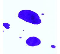 Clairefontaine - Ref 93831C - Papel secante blanco (paquete de 25 hojas) - 50 x 65 cm de tamaño, papel de 200 g/m², absorción de alta capacidad - Adecuado para secado al aire y trabajos de protección