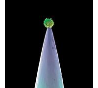 Clare Hayes New Blood (CD) (Importación USA)