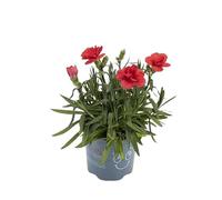 Clavel 10cm Planta con Flor de Color Mix Clavel Real Natural