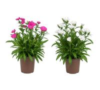 Clavel Asiático Dianthus Chinensis | Set de 2 Plantas | Maceta 12 cm | 15-20 cm de Altura | para Maceteros Florales | DECOALIVE