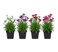 Clavel Asiático Dianthus Chinensis | Set de 4 Plantas | Maceta 12 cm | 15-20 cm de Altura | para Maceteros Florales | DECOALIVE