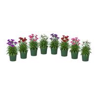 Clavel Asiático Dianthus Chinensis | Set de 8 Plantas | Maceta 12 cm | 15-20 cm de Altura | para Maceteros Florales | DECOALIVE