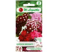 Clavel barbudo con flores individuales, mezcla