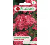 Clavel barbudo Newport Pink, de color rosa salmón