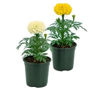 Clavel de la India Tagetes Erecta | Set de 2 Plantas | Maceta 10 cm | 25-30 cm de Altura | para Maceteros Florales | DECOALIVE