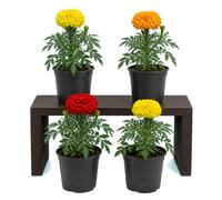 Clavel de la India Tagetes Erecta | Set de 4 Plantas | Maceta 10 cm | 25-30 cm de Altura | para Maceteros Florales | DECOALIVE