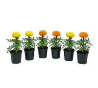 Clavel de la India Tagetes Erecta | Set de 6 Plantas | Maceta 10 cm | 25-30 cm de Altura | para Maceteros Florales | DECOALIVE