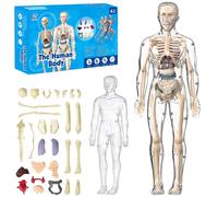 Clear Human Body Structure Model, 29 Piece Anatomy Figure 3D Anatomy Kit with Removable Organs Bones Assembly, DIY Assembled Human Torso Organ Model for Study (Transparente Full Body Skeleton)