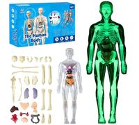Clear Human Body Structure Model, 29 Piece Anatomy Figure 3D Anatomy Kit with Removable Organs Bones Assembly, DIY Assembled Human Torso Organ Model for Study (Luminous Skeleton Model)