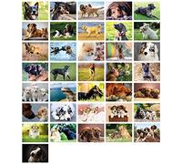 Clever Pool: 36 tarjetas postales imaginativas con diseños únicos de perros, diseños y motivos seleccionados, diversión coleccionable para jóvenes y mayores, un juego de postcrossing para enamorarse