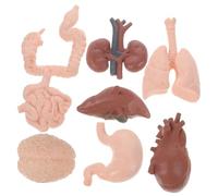 CLISPEED Modelo De Órganos Humanos Didáctico 8 Piezas Realista Para Enseñanza De Anatomía Cerebro, Corazón, Intestinos y Riñones, Material Educativo Para Escuela y Clínica