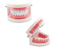 CLKE Modelo Dental Estándar,2 Modelos Dentales Pedagógicos+2 Cepillo de Dientes Plástico,Modelos de Enseñanza Dental de PVC,para Demostración de Dientes,Enseñar a los Niños Cepillarse Los Dientes