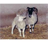 Cloning: How and Why