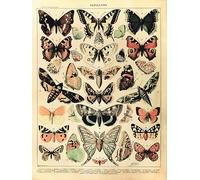 Close Up Adolphe Millot Papillons - Póster de pared (30 x 40 cm), diseño de mariposas