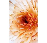 Close Up Dahlia: Nature Notebook Journal
