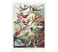 Close Up Kolibris Poster Ernst Haeckel Kunstformen Der Natur,Tafel 99 (61cm x 91,5cm)