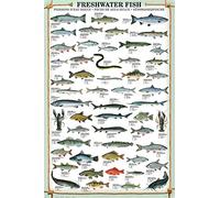 Close Up Lámina/Impresión de Arte Freshwater Fish - Peces de Agua Dulce (61cm x 91,5cm)