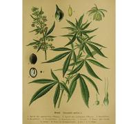 Close Up Póster educativo vintage de cáñamo. Cannabis sativa L. (30 x 40 cm)