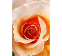 Close-Up Rose: Nature Notebook Journal