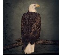 Clutch Book of Bad Decisions (CD) with Book (Importación USA)