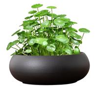CNAFGBGG Macetero Lotus Bowl, Cuenco de cerámica para Flores de Loto de 7, 4 Pulgadas, macetero hidropónico Antideslizante para Lirio de Agua, Narciso, pecera suculenta, Oficina, hogar..