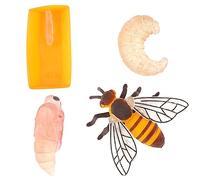 cobee Figuritas de Insectos, Modelo de Ciclo de Vida de Crecimiento de Abejas, 4 Piezas, Aprendizaje Preescolar enseñanza Ciclo de Crecimiento de Insectos Juguete Realista Figuras de Animales