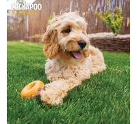 Cockapoo - Calendario tradicional 2025