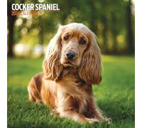 Cocker Spaniel - Calendario tradicional 2026