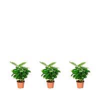 Coffea Arabica - Juego de 3 plantas de café (20 cm de altura, 9 cm de diámetro)