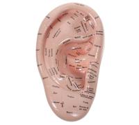 COHEALI 1stk Oído Modelo Oído Acupuntura Set Acupuntura Vaccaria Oído Ejemplo de Un Indicador de Oído Modelo de Acupuntura de Oído Humano K?rper Modelo PVC Suave Pegamento Adelgazante Wang Buliuxing