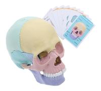 COHEALI Modelo Anatómico de Cráneo Humano de Estructura Ósea Oral Desmontable de Plástico Realista Tamaño Palma para Enseñanza y Aprendizaje