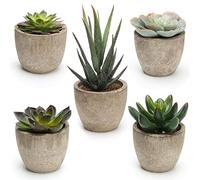 COITEK Juego de 5 plantas suculentas artificiales en maceta, surtidas decorativas, suculentas artificiales en maceta, cactus falsos con macetas