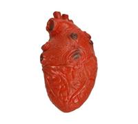 Cojeador De Corazón Realista | Golpeando Adornos Espeluznantes - Haunted House Decorations Prop, Corazón Humano Para Fiesta, Decoración del Hogar