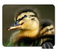 Cojín de ratón Fresco Hermoso del pájaro, un día, Cuando Soy Grande ... Cojín de ratón, Alfombrilla de ráton