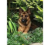 COKYIS 5D Kit de Pintura de Diamante Pastor alemán Bricolaje Punto de Cruz Bordado Diamond Art Painting Kits, para Adultos Niños Decoración Pared Hogar(40 * 50cm)