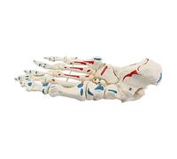 Colcolo Modelo de articulación de pie Flexible, ligamento Muscular, Esqueleto de pie Plantar para Entrenamiento, enseñanza