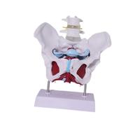 Colcolo Modelo de Pelvis Femenina. Modelo de Esqueleto Femenino. Práctico. Enseñanza médica del Esqueleto Humano. de enseñanza. Profesional, Style D
