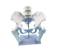 Colcolo Modelo de Pelvis Femenina. Modelo de Esqueleto Femenino. Práctico. Enseñanza médica del Esqueleto Humano. de enseñanza. Profesional, Style a