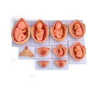 Colcolo Set 10 Réplicas Gestación con Precisión Fisiológica y Acabado Pintado a Mano en Base Firme para Enseñanza Anatomía en Clases Medicina y Práctica Clínica