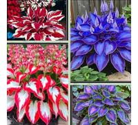 Cold-Resistant hosta bulbo,fácil de cultivar,Home Decoration-Beautiful Gift Garden-Bloom Year After Year-(Non-Artificial).-4Hosta-B