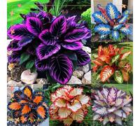 Cold-Resistant hosta bulbo,fácil de cultivar,Home Decoration-Beautiful Gift Garden-Bloom Year After Year-Iridescence-(Non-Artificial).-6Hosta-G