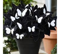 Cold-Resistant hosta bulbo,fácil de cultivar,Home Decoration-Beautiful Gift Garden-Bloom Year After Year-(Non-Artificial).-4Hosta-G