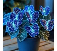 Cold-Resistant hosta bulbo,fácil de cultivar,Home Decoration-Beautiful Gift Garden-Bloom Year After Year-(Non-Artificial).-8Hosta-C