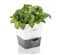 Cole & Mason H105249 Burwell Conservador para Hierbas Aromaticas en Macetas, Blanco/Gris, Cultivo de Plantas Hierbas de Interior, Acero Inoxidable, Solo, para 1 Maceta