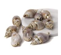 Colgante de concha natural de concha de mar para hacer joyas, collar, pulsera, aretes, estilo1, 5 piezas