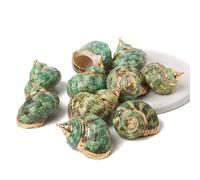 Colgante de concha natural de concha de mar para hacer joyas, collares, pulseras, aretes, estilo4, 10 unidades